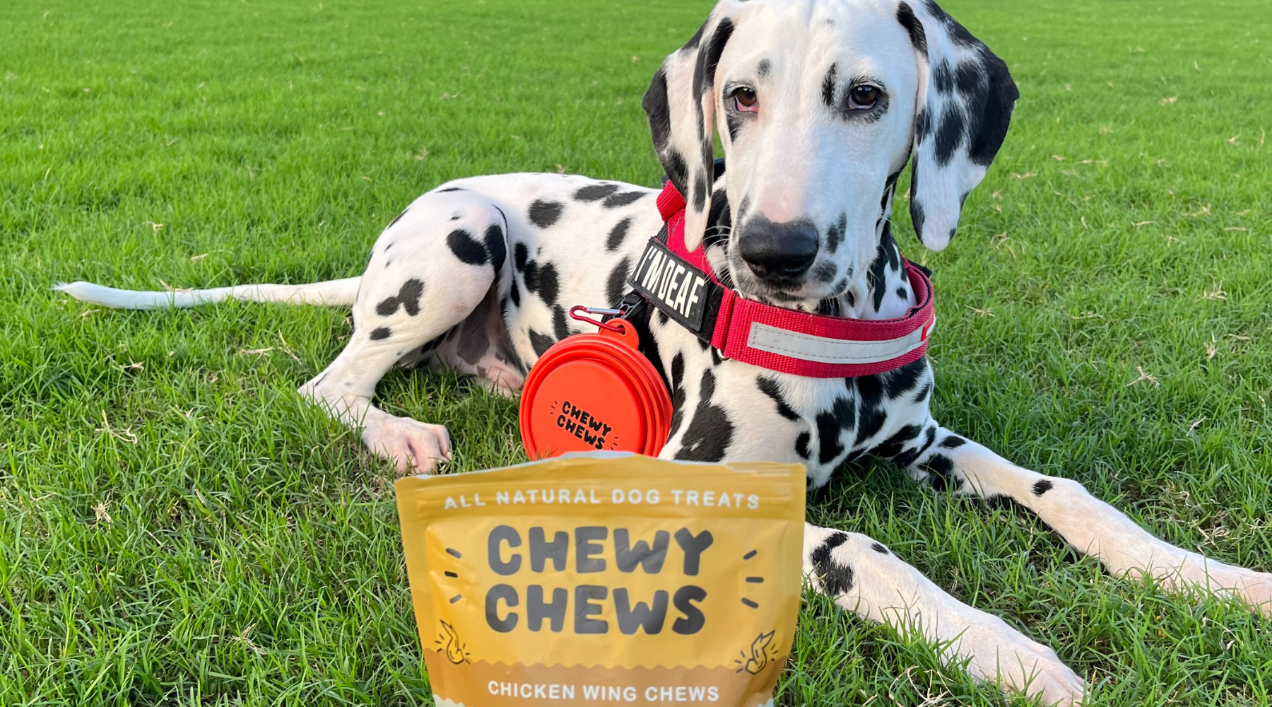Dalmatian Diet and Purine Problems Chewy Chews