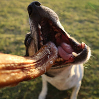 Beef Pizzle