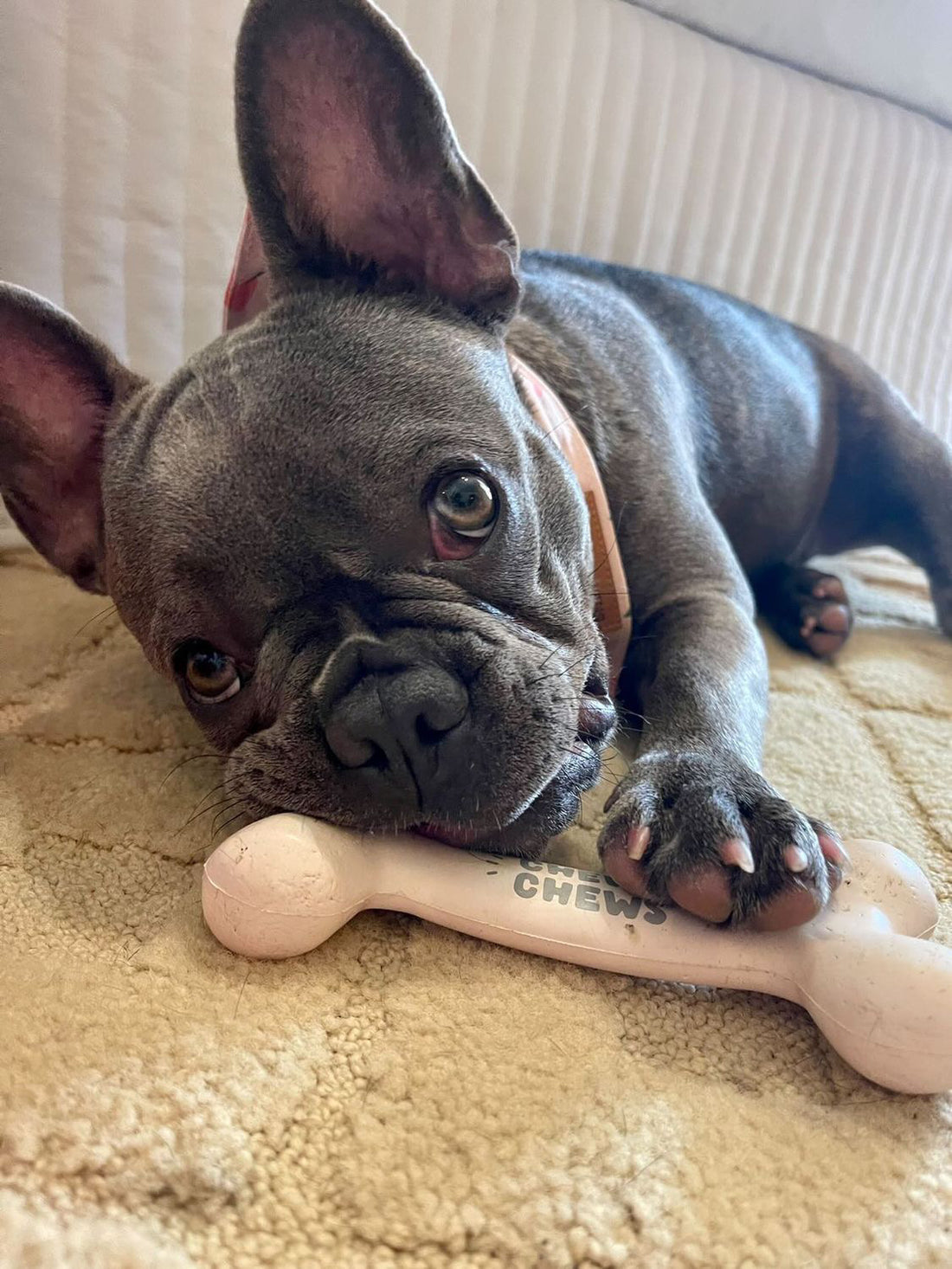 Chewy Chews Rubber Bone