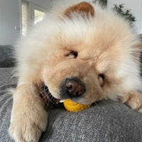Chewy Chews Tennis Ball