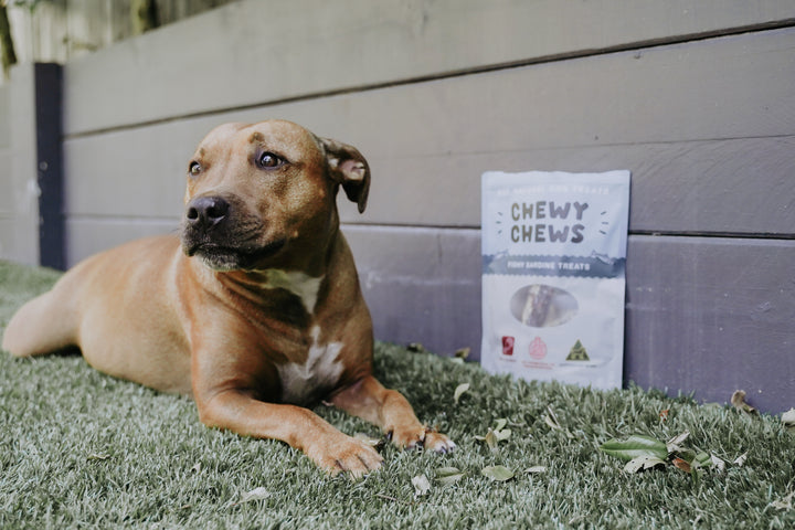 Doggy Data – the Science Behind Chewy Chews
