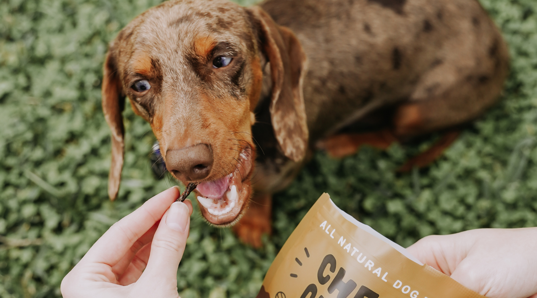 Dental Tips for Dogs That Have a Bite! – Chewy Chews