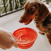 Collapsible On-The-Go Water & Food Bowl