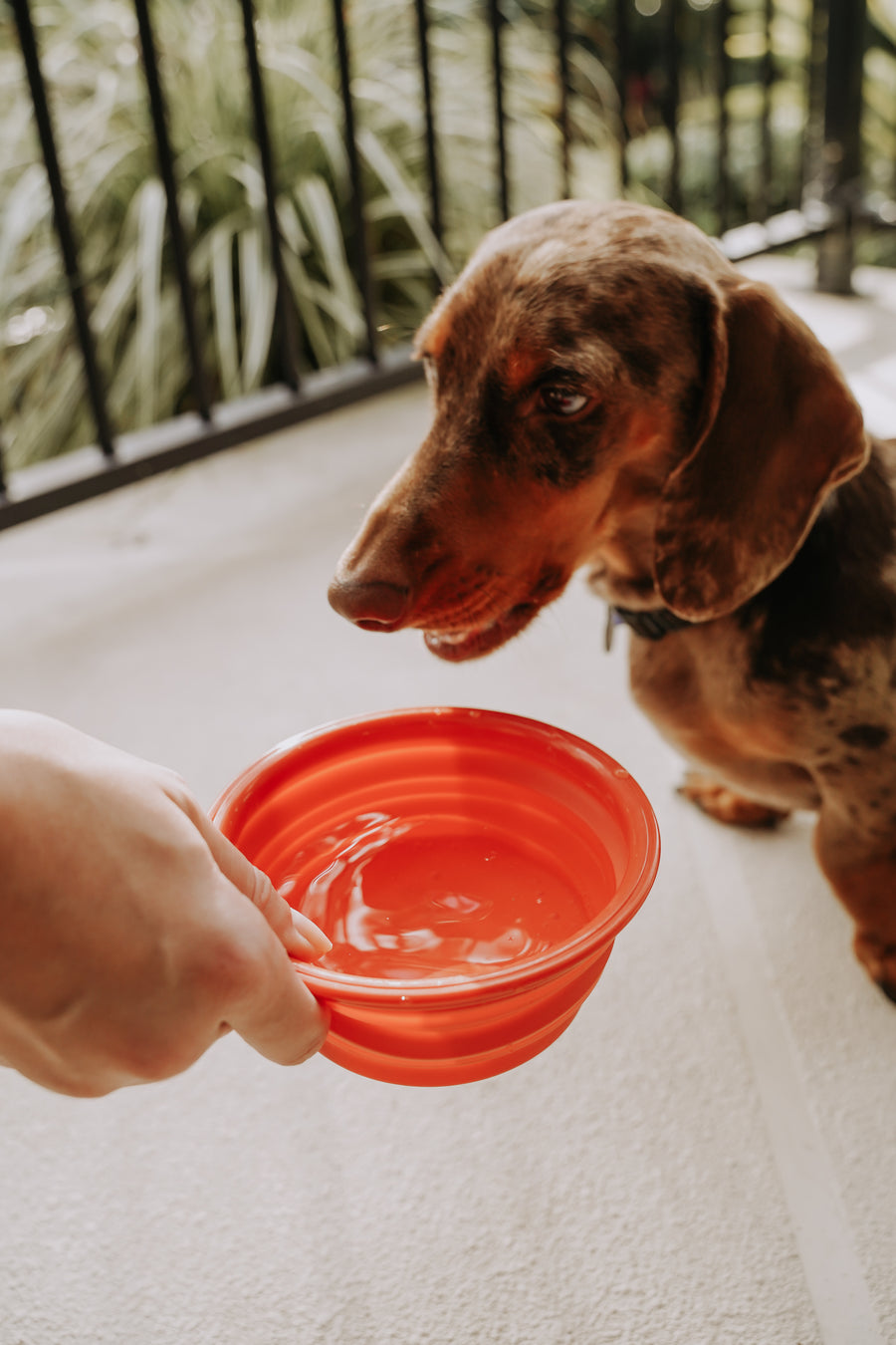 Collapsible On-The-Go Water & Food Bowl