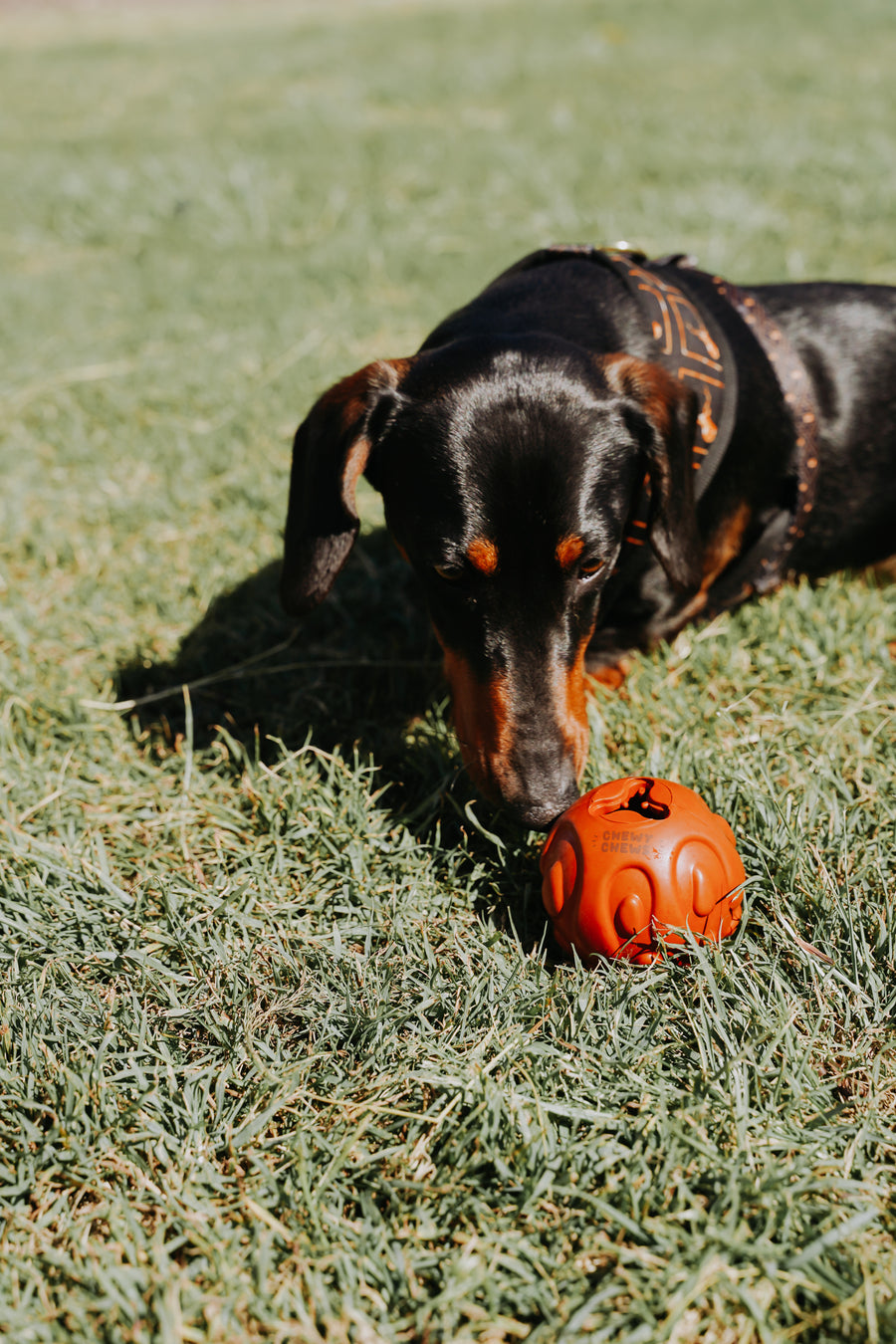 Chewy Chews "Treat-n-play" Rubber Ball