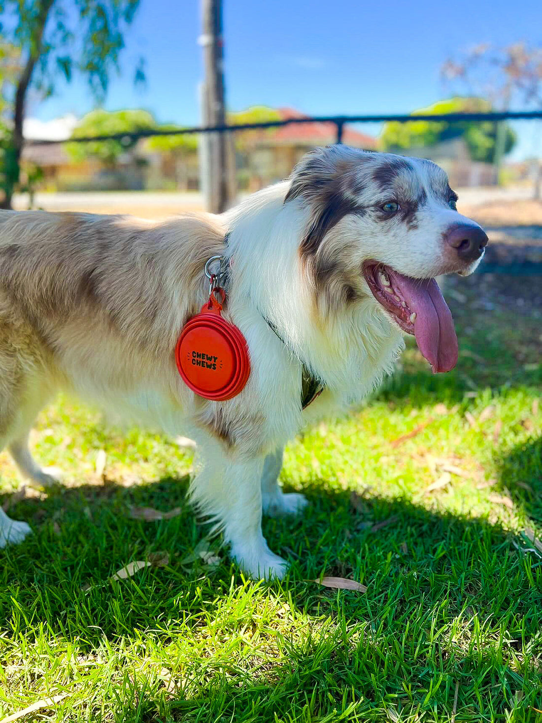 Collapsible On-The-Go Water & Food Bowl