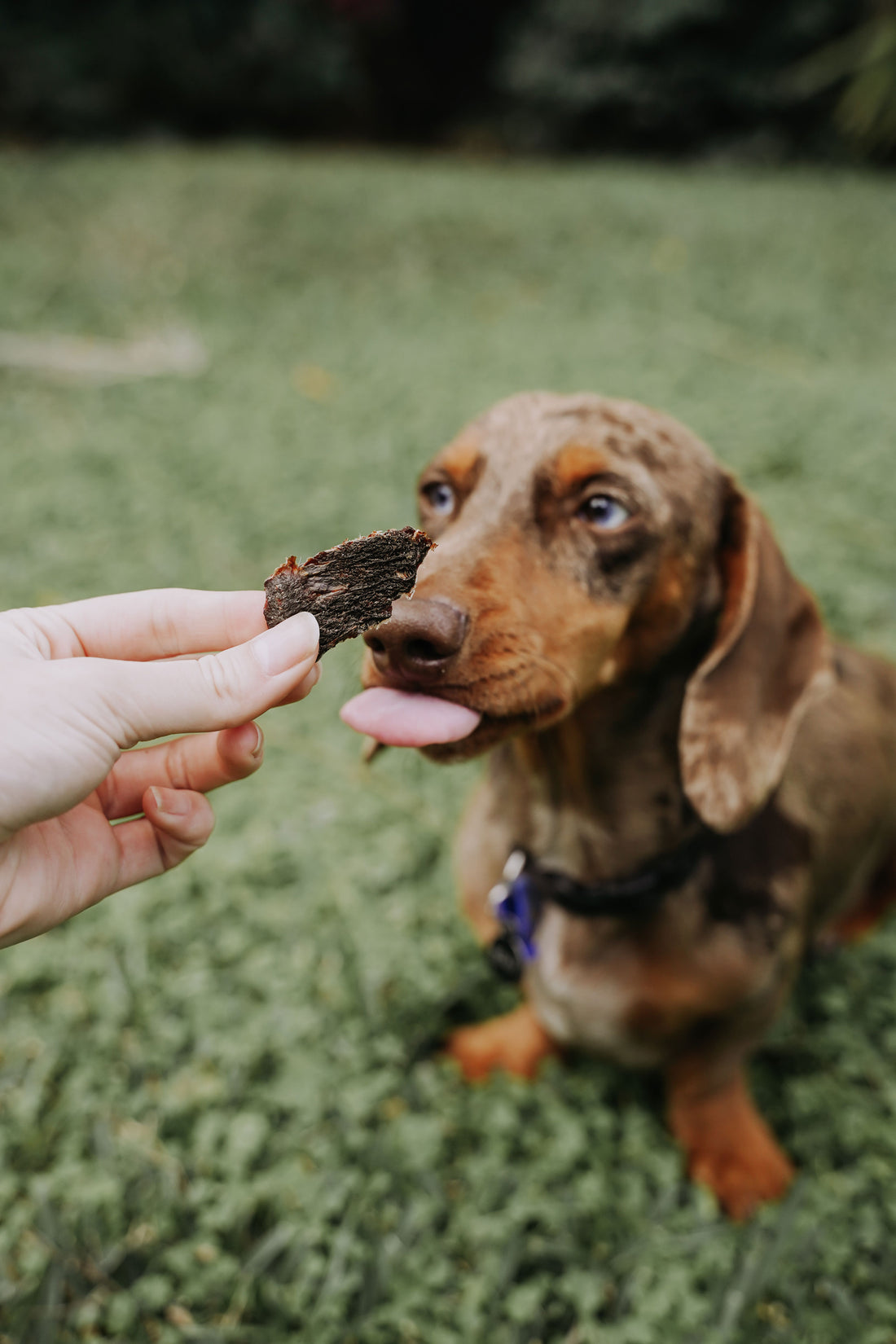 Roo Jerky Nibbles